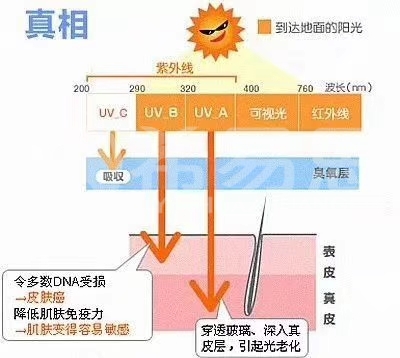 解密美白和防曬的奧秘