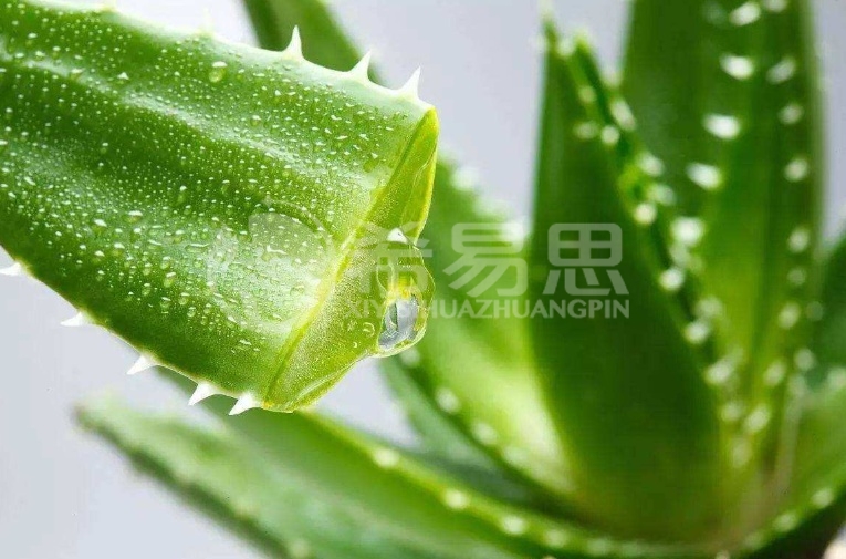 蘆薈可以祛痘痘嗎，蘆薈祛痘嗎，蘆薈的作用？