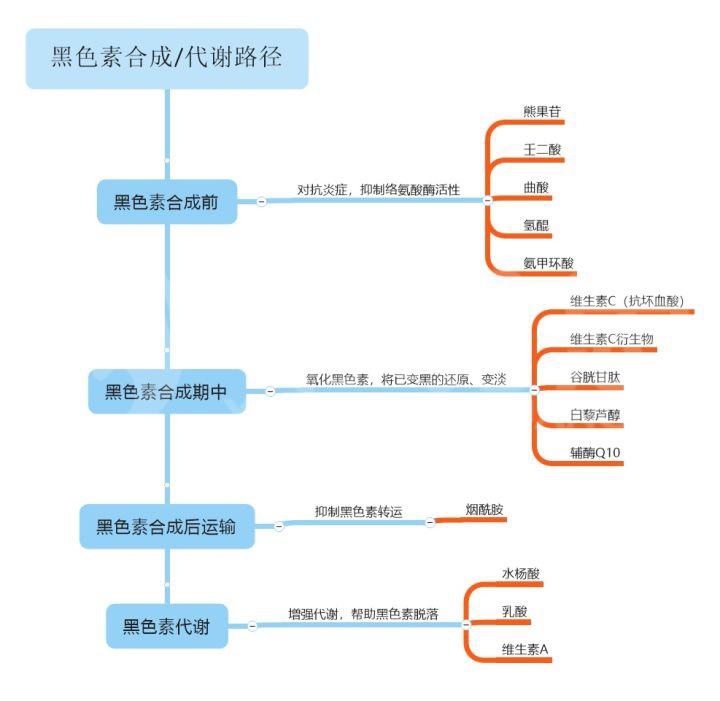 美白的原理是什么？